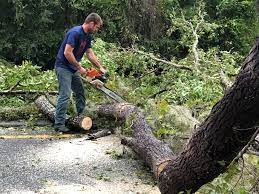 How Our Tree Care Process Works  in  Henryetta, OK